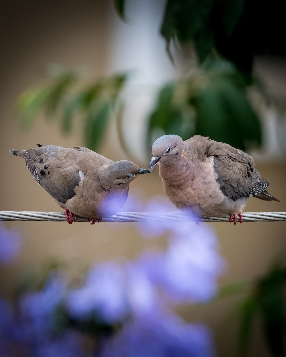 Eared Dove - ML620670556