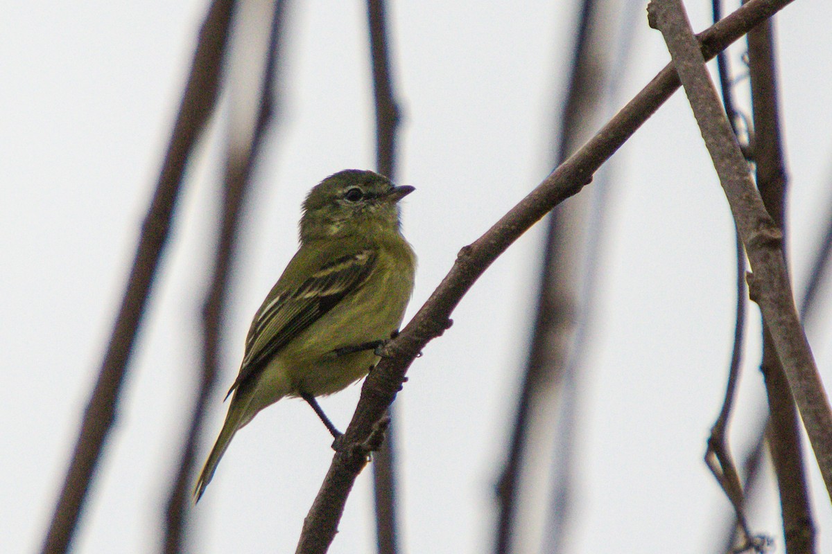 Rough-legged Tyrannulet - ML620670557