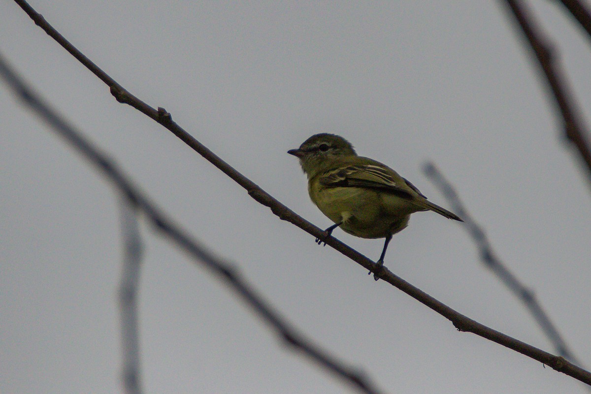 Rough-legged Tyrannulet - ML620670558