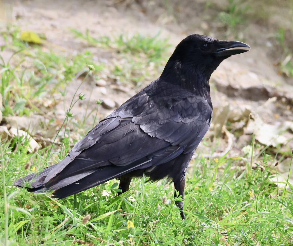 Carrion Crow - ML620670559