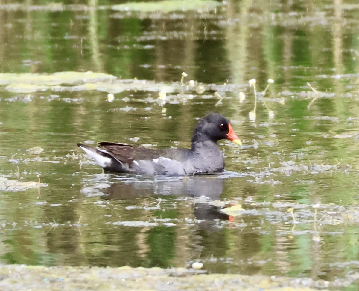 Eurasian Moorhen - ML620670561