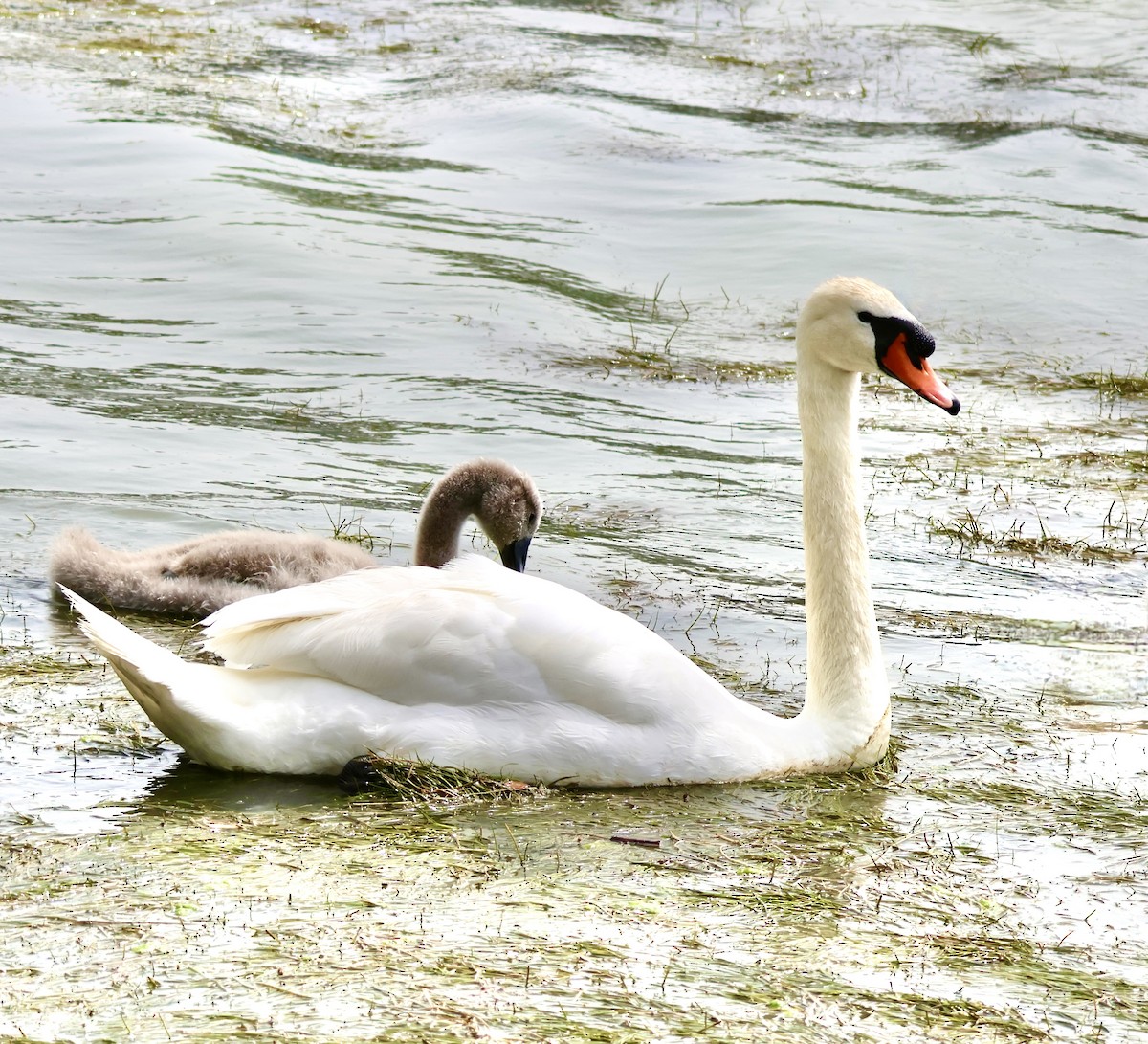 Cygne tuberculé - ML620670562