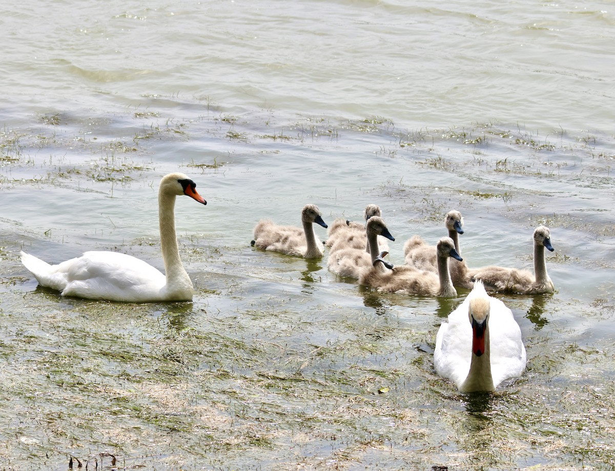 Mute Swan - Charlie   Nims