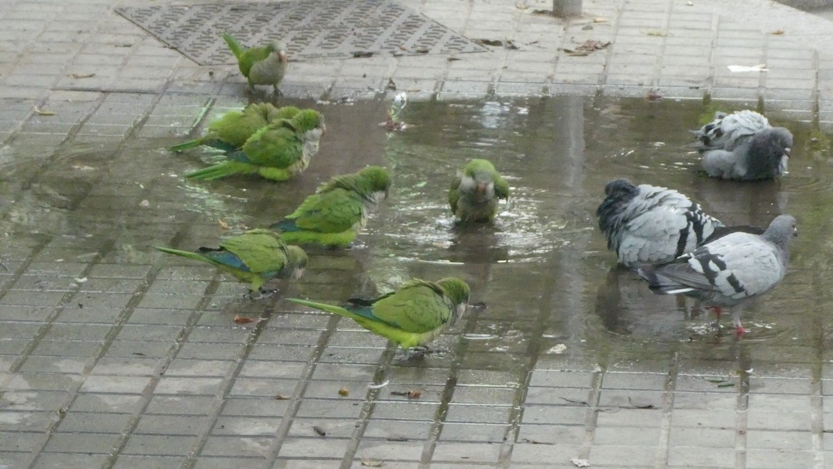 Monk Parakeet - ML620670565