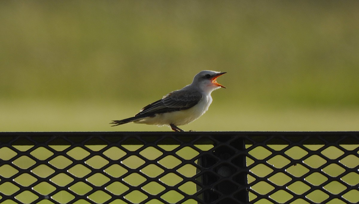 Scissor-tailed Flycatcher - ML620670566