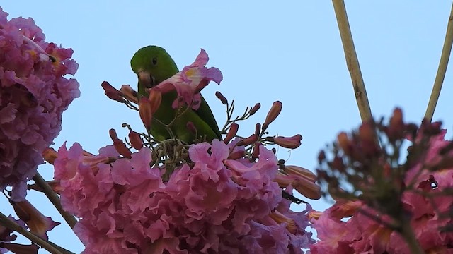 Plain Parakeet - ML620670569