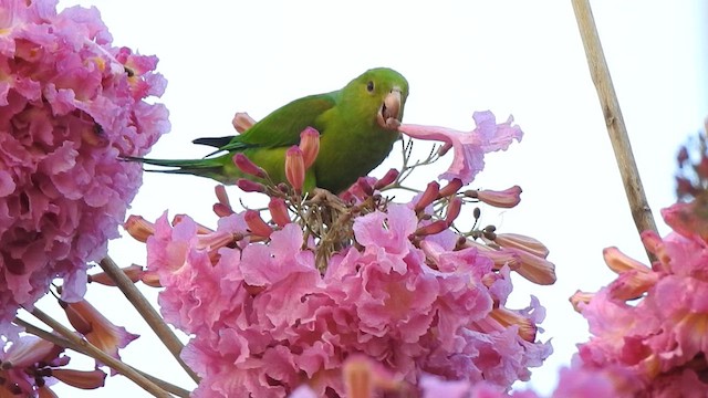 オナガミドリインコ - ML620670573