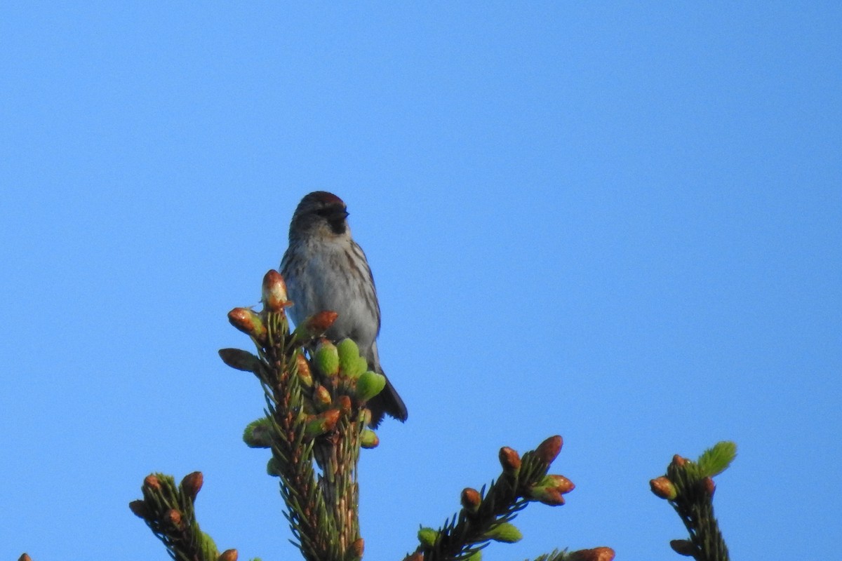 Lesser Redpoll - Matouš Vlček