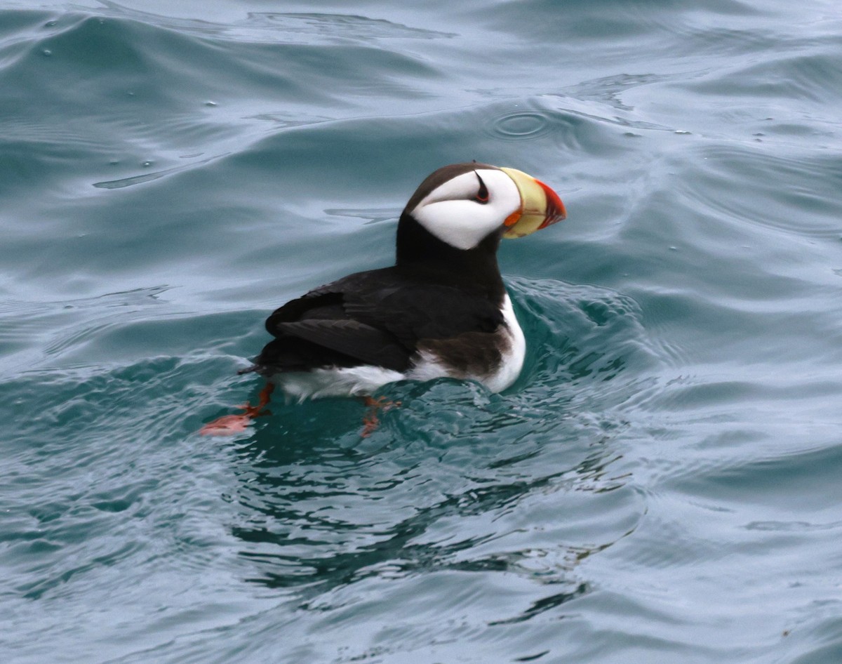 Horned Puffin - ML620670575