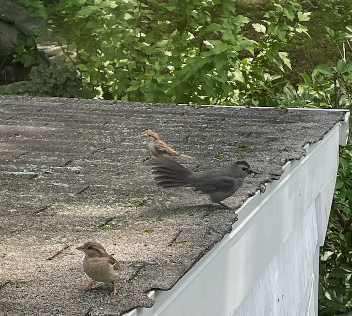 Gray Catbird - ML620670580