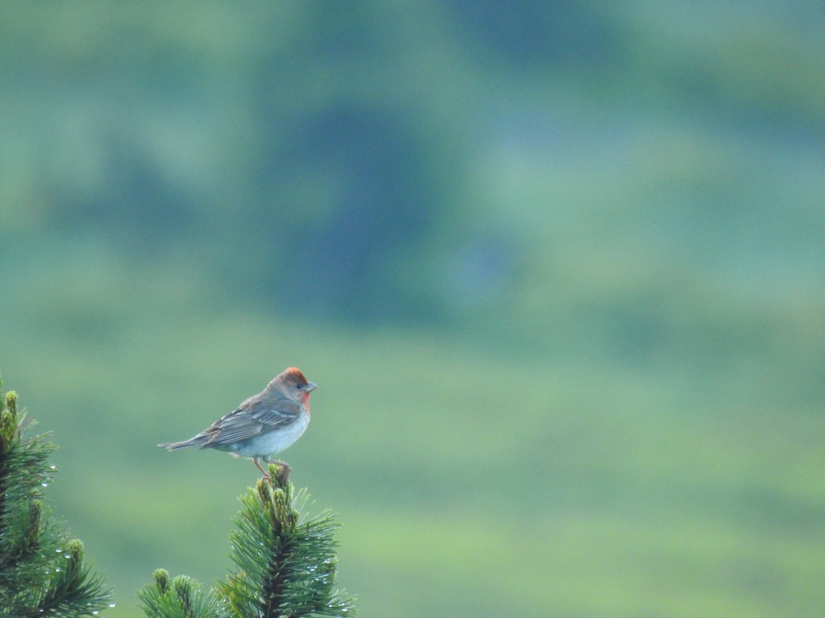 Common Rosefinch - ML620670586