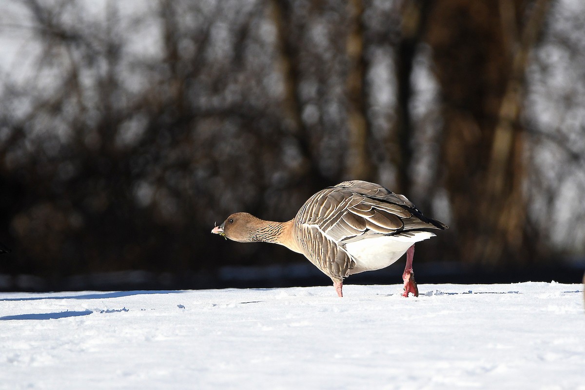 Pink-footed Goose - ML620670594