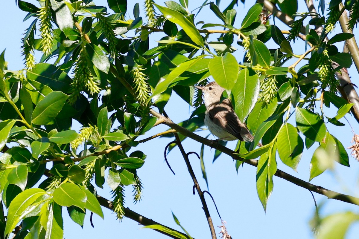 Booted Warbler - ML620670595