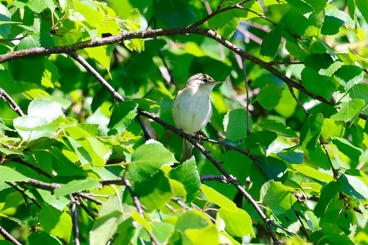 Booted Warbler - ML620670596