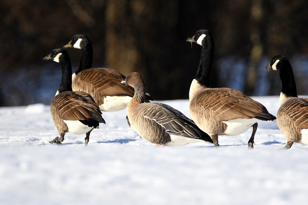 Pink-footed Goose - ML620670599