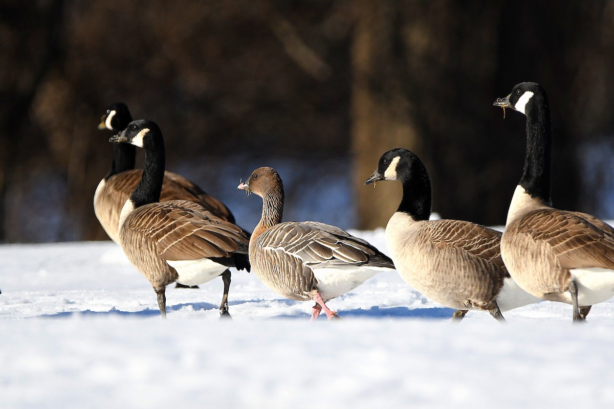 Pink-footed Goose - ML620670600