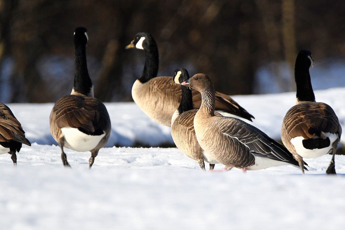 Pink-footed Goose - ML620670601