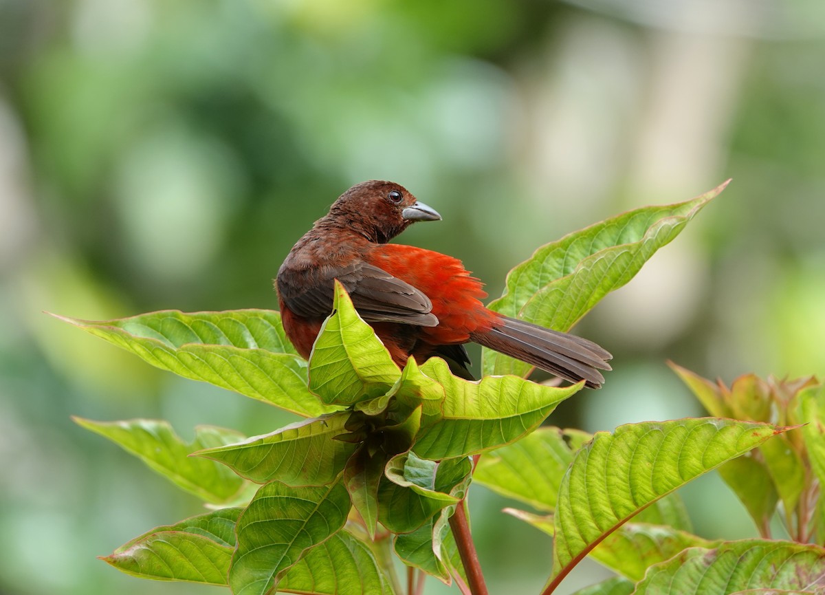 Crimson-backed Tanager - ML620670602