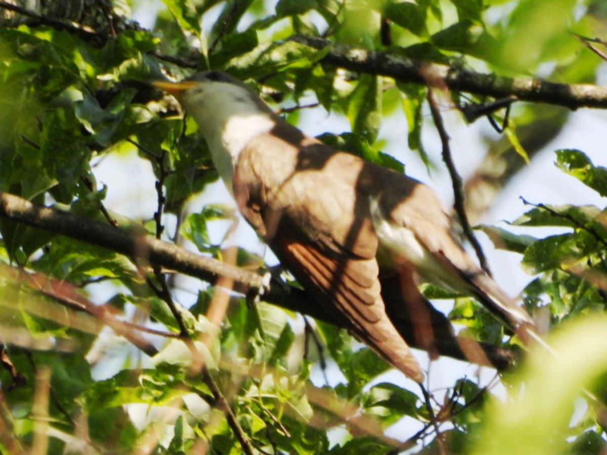 Yellow-billed Cuckoo - ML620670604