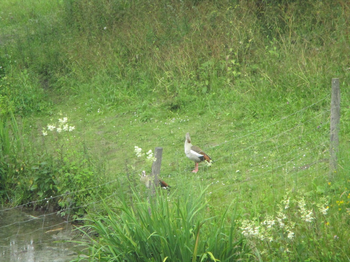 Egyptian Goose - ML620670608