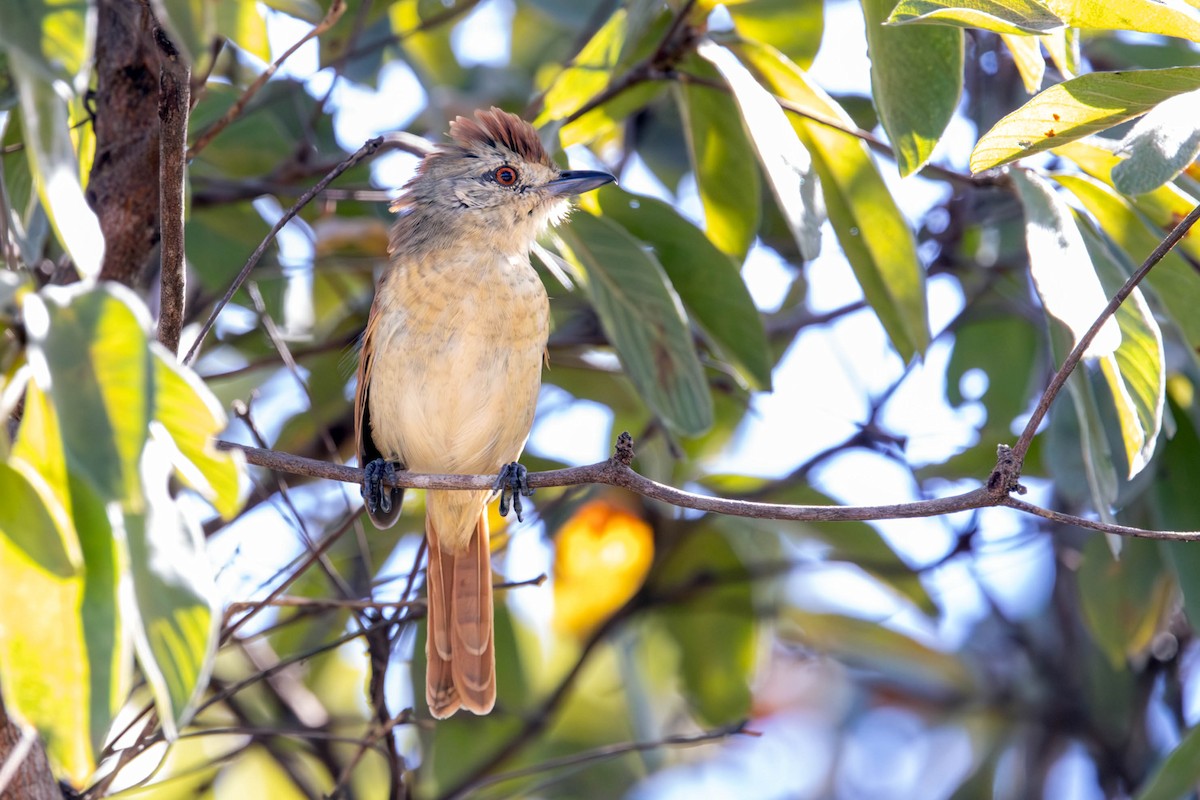 Rufous-winged Antshrike - ML620670609