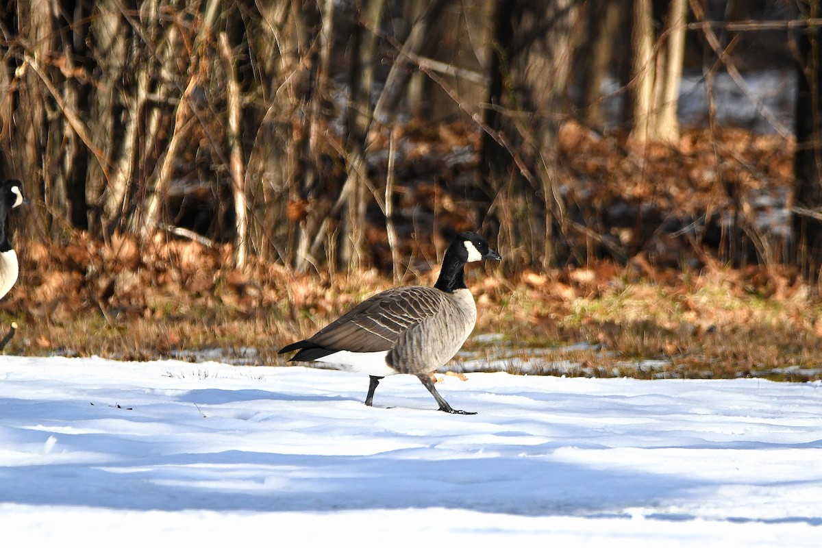 Cackling Goose - ML620670613