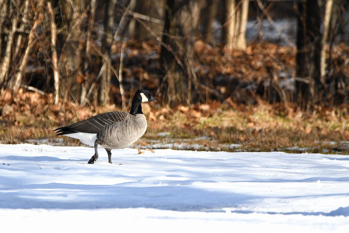 Cackling Goose - ML620670619