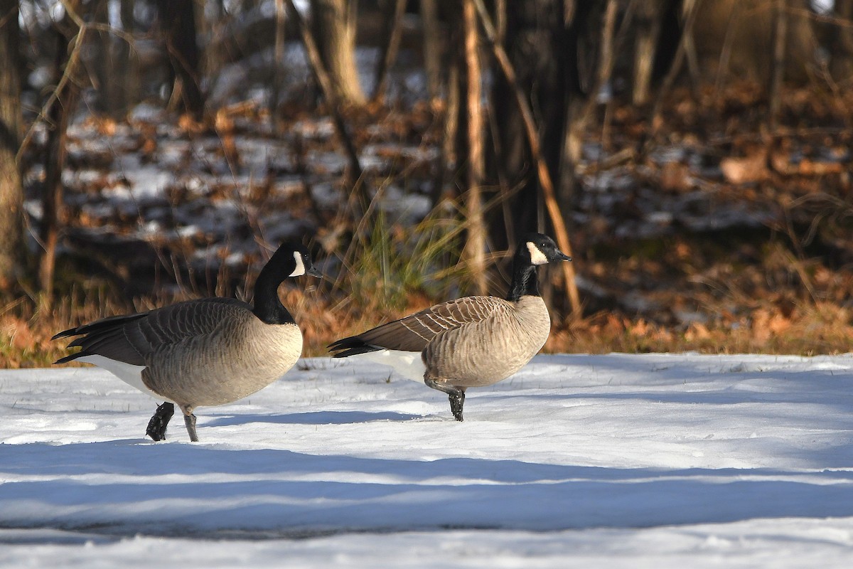 Cackling Goose - ML620670620