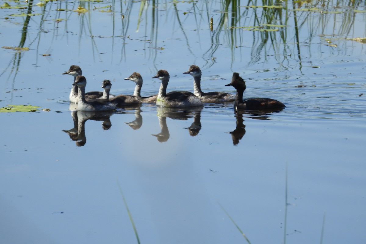 Eared Grebe - ML620670624