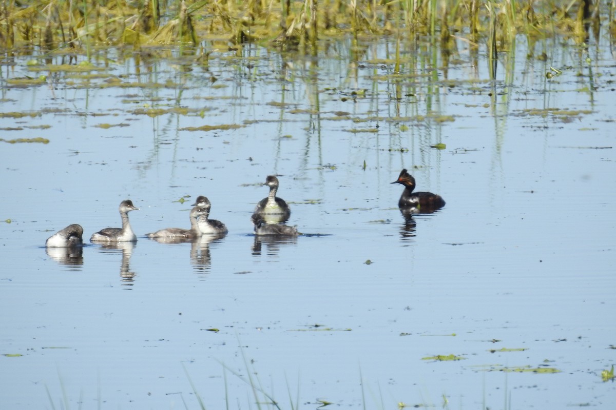 Eared Grebe - ML620670625