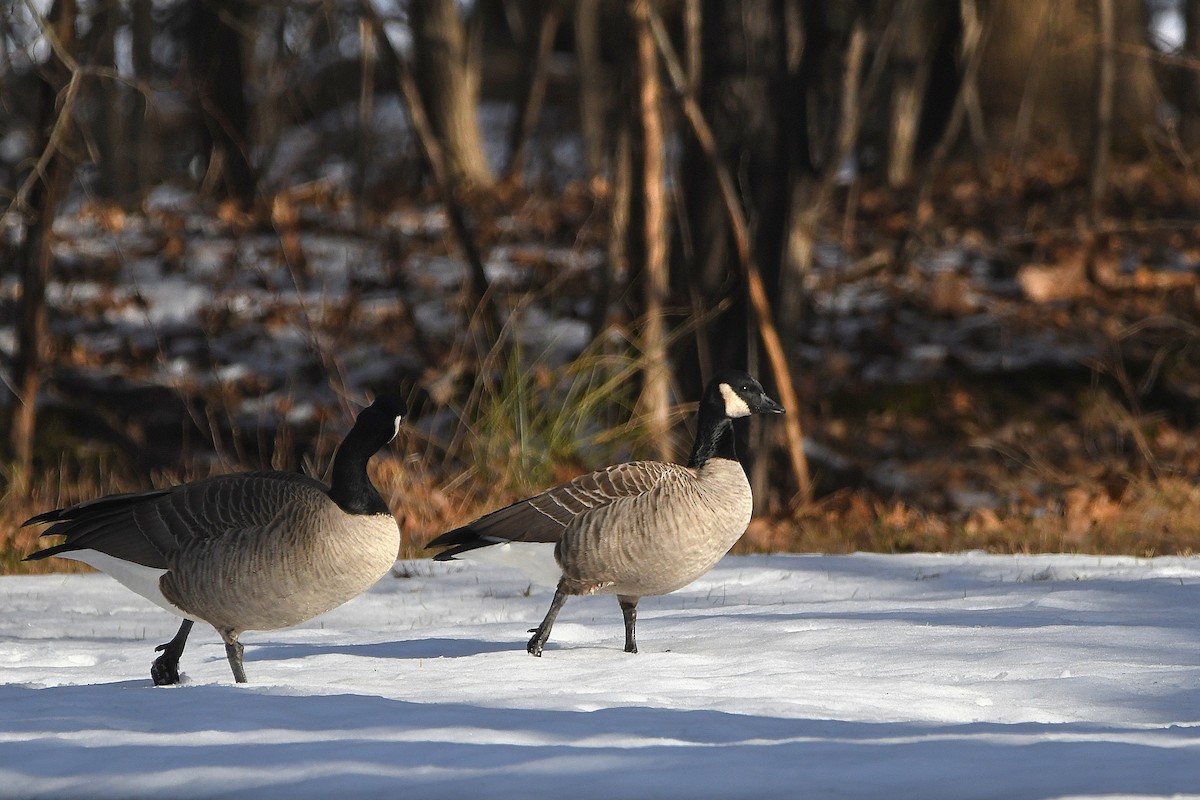 Cackling Goose - ML620670626