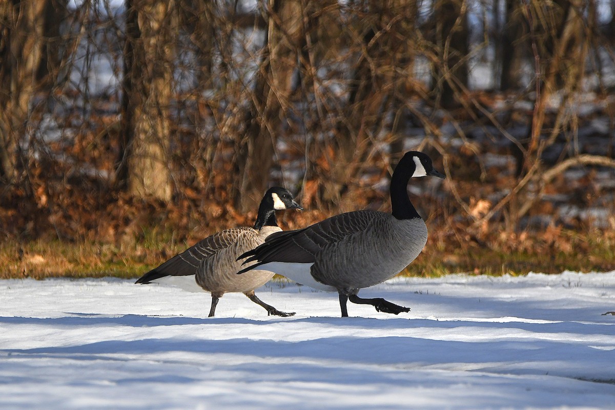 シジュウカラガン - ML620670627