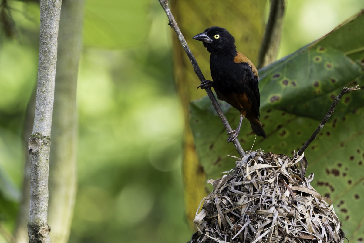 Chestnut-and-black Weaver - ML620670629