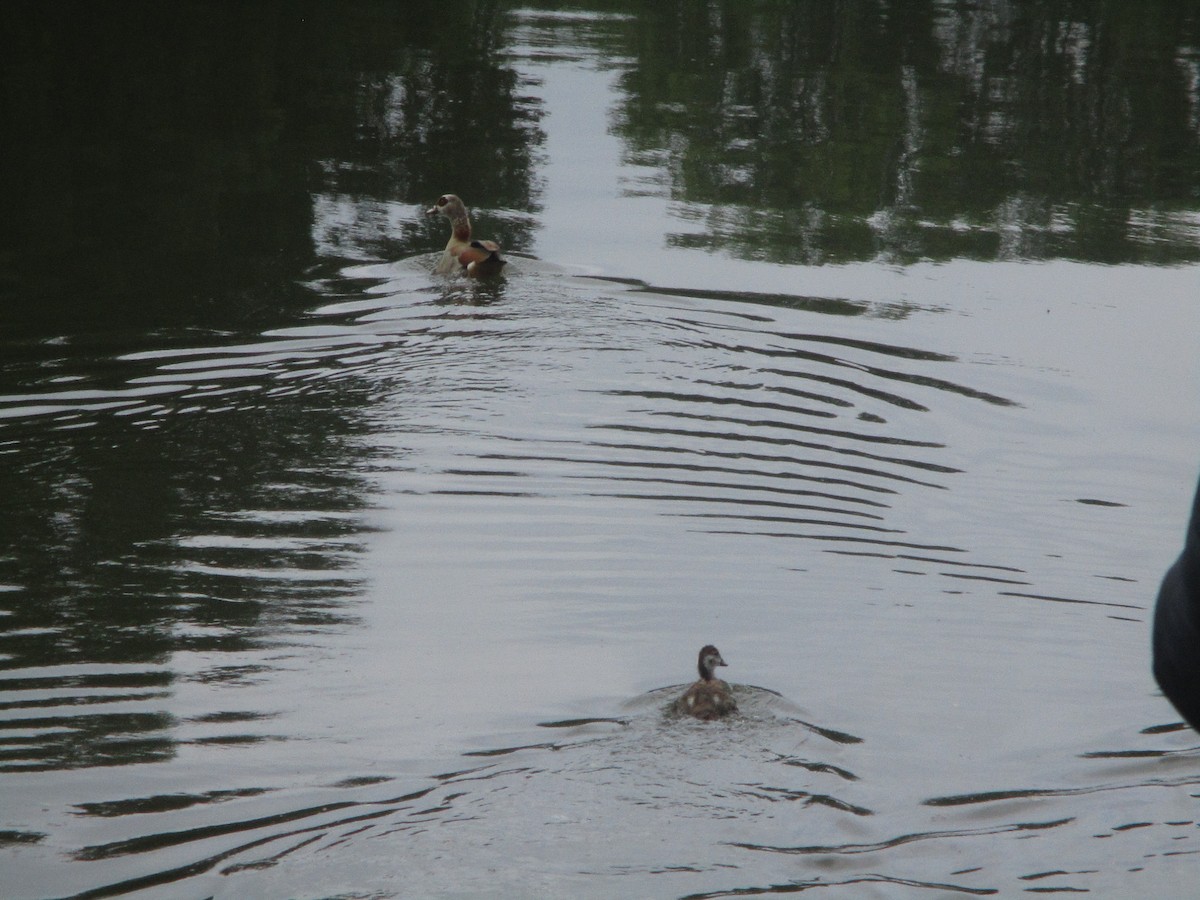 Egyptian Goose - ML620670632