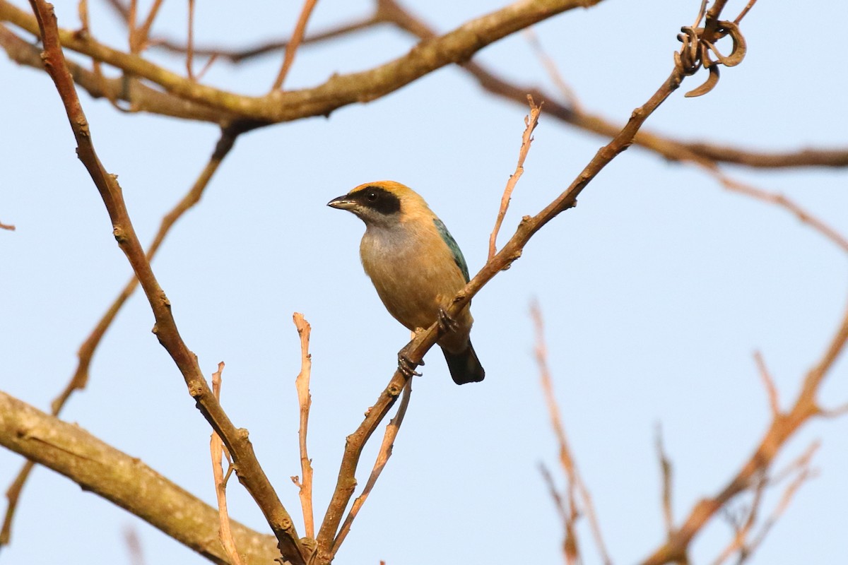 Burnished-buff Tanager (Rufous-crowned) - ML620670633