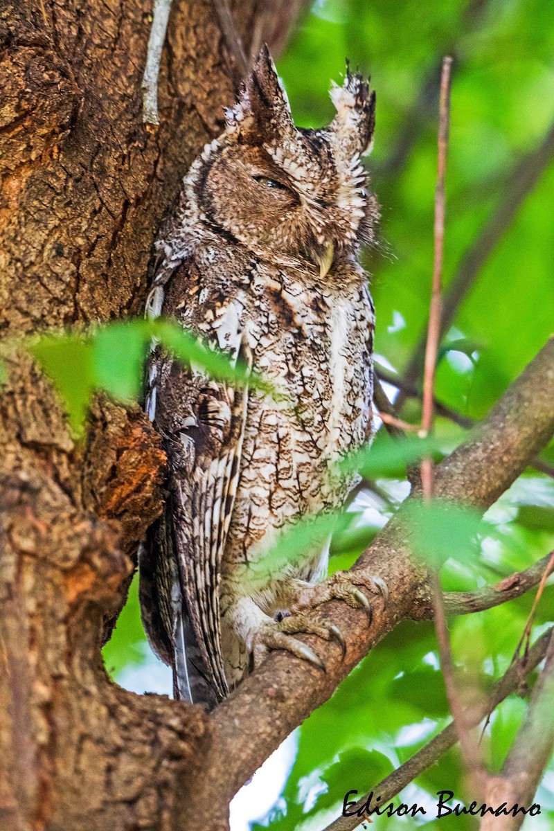 Peruvian Screech-Owl - ML620670635