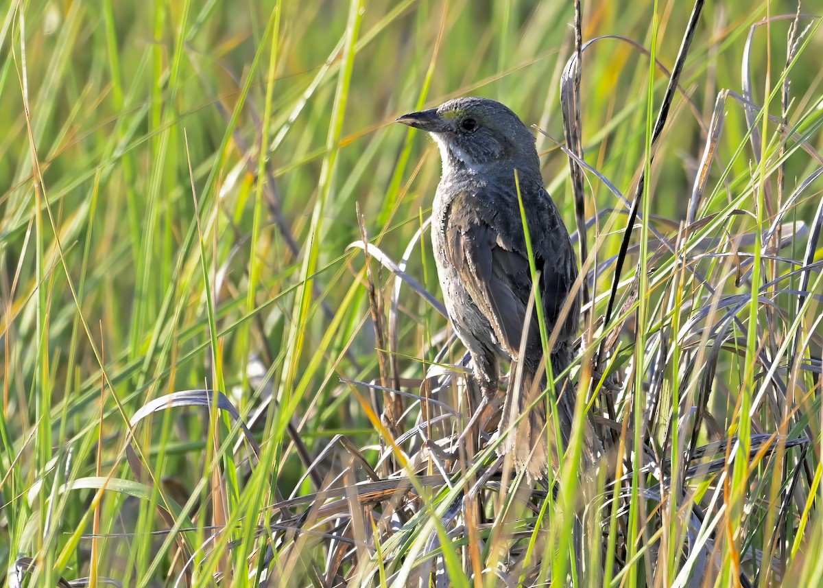 Seaside Sparrow - ML620670636