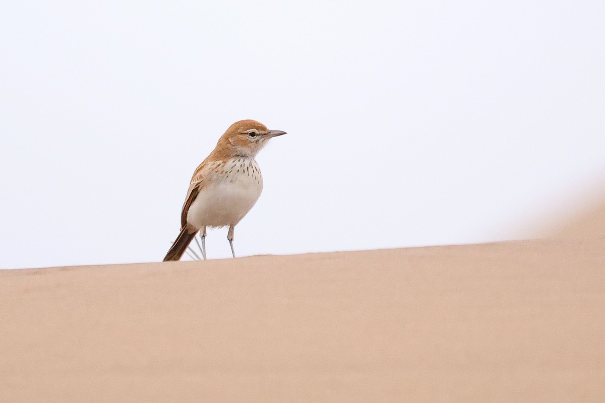 Dune Lark - ML620670637