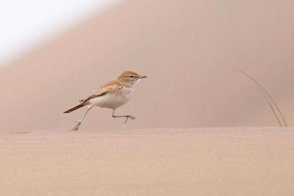 Dune Lark - ML620670638