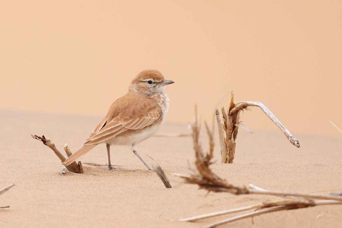 Dune Lark - ML620670639