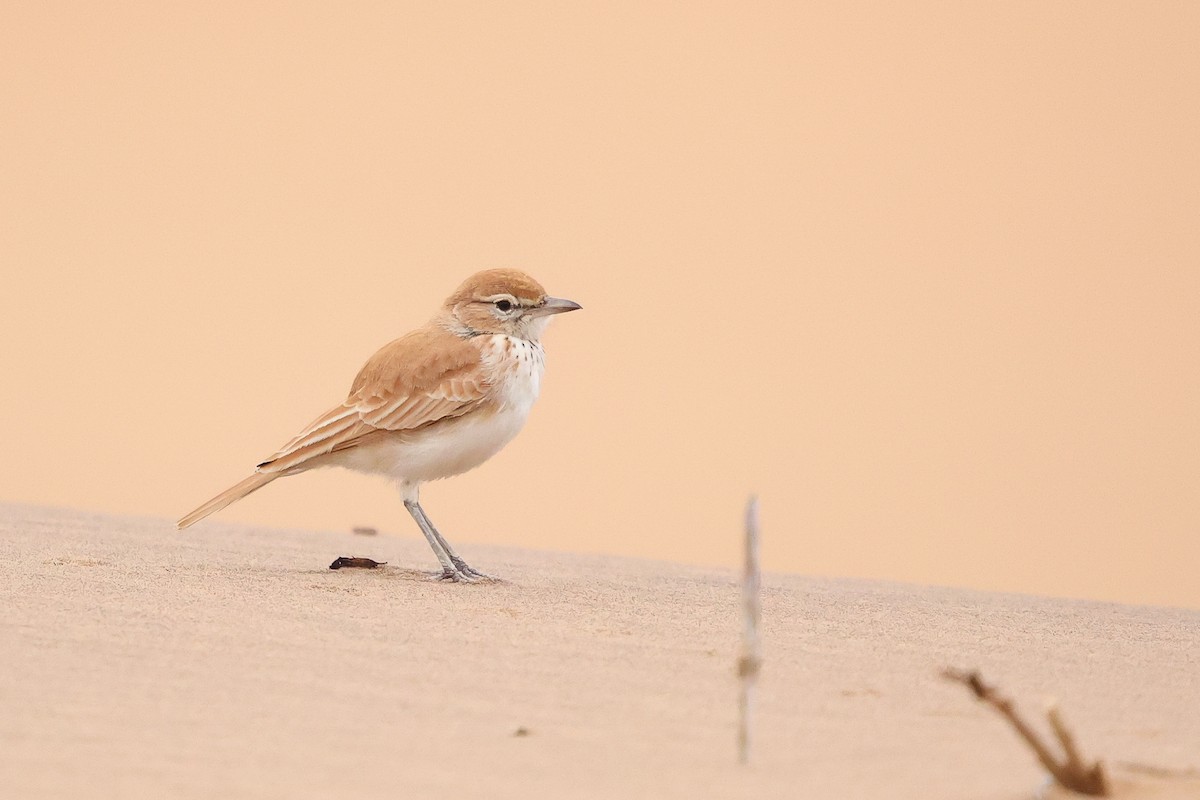 Dune Lark - ML620670640