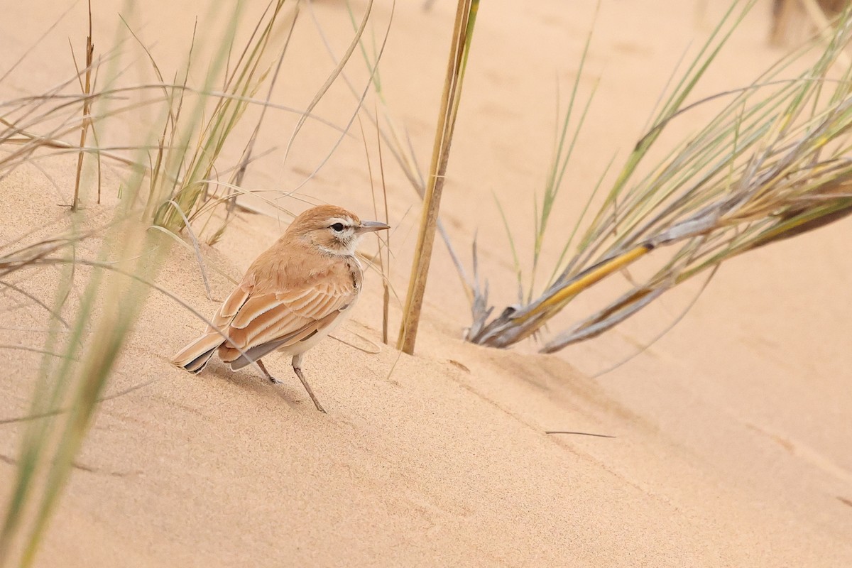 Dune Lark - ML620670643