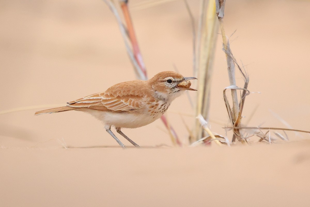 Dune Lark - ML620670645