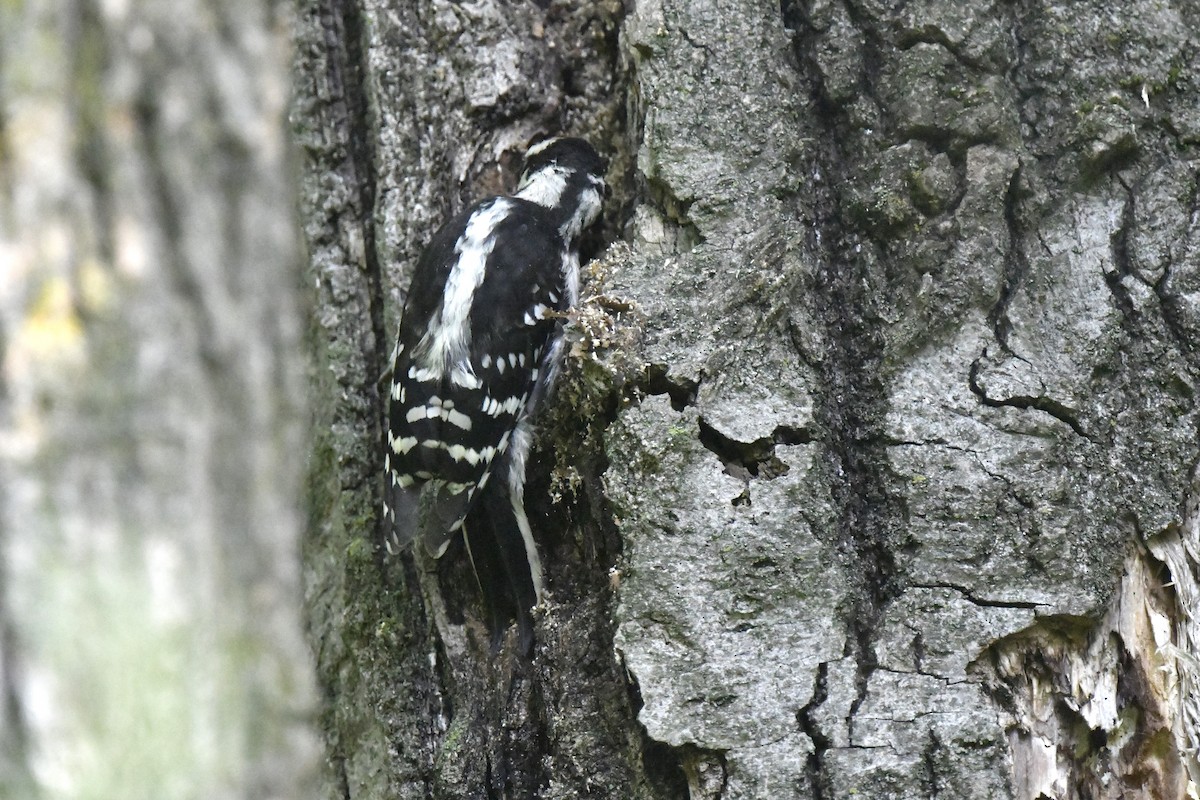 Downy Woodpecker - ML620670650