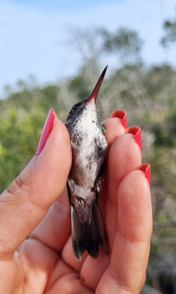 Amazilia Versicolor - ML620670655