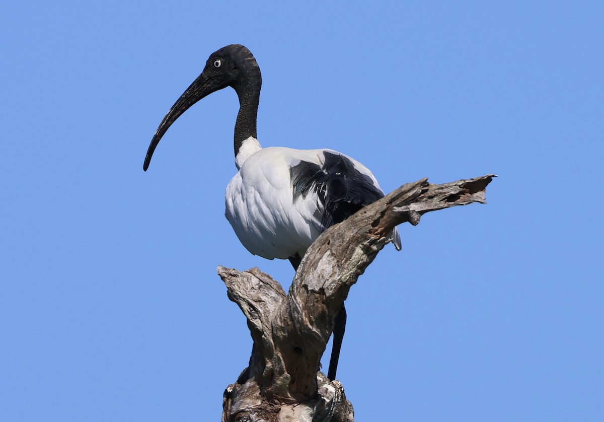 ibis bledooký - ML620670657