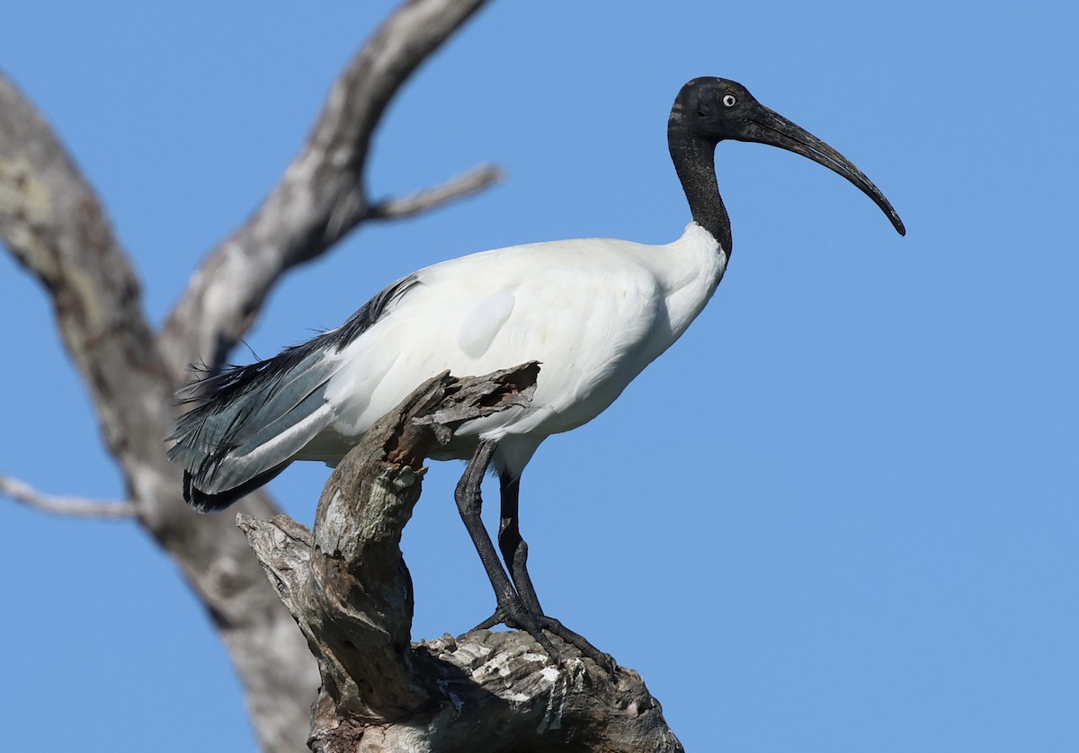 Malagasy Sacred Ibis - ML620670658