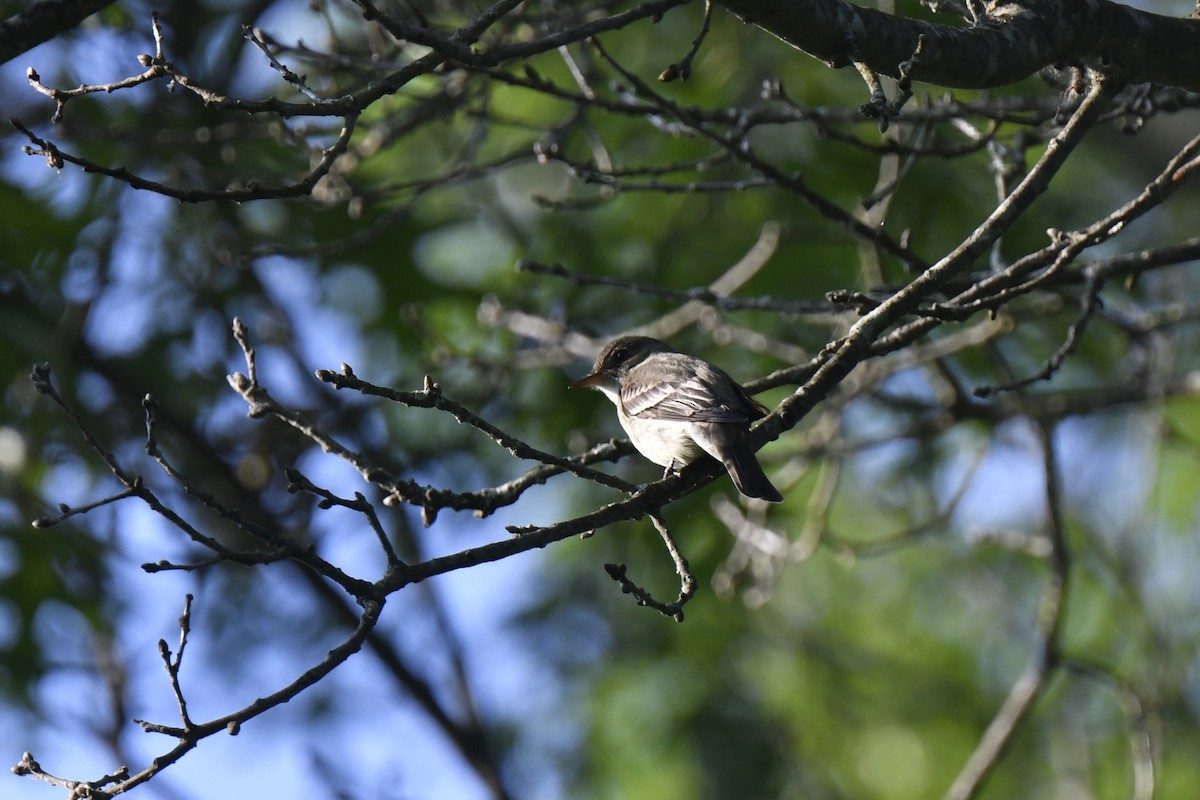 Eastern Wood-Pewee - ML620670660