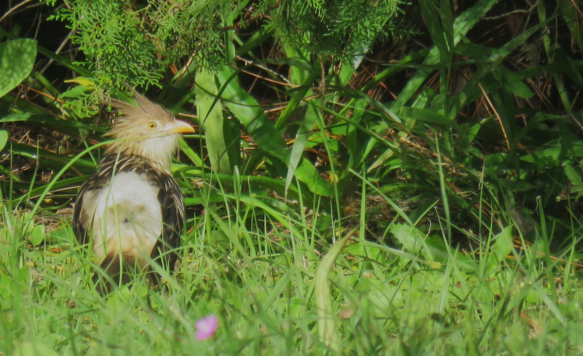 Guira Cuckoo - ML620670661