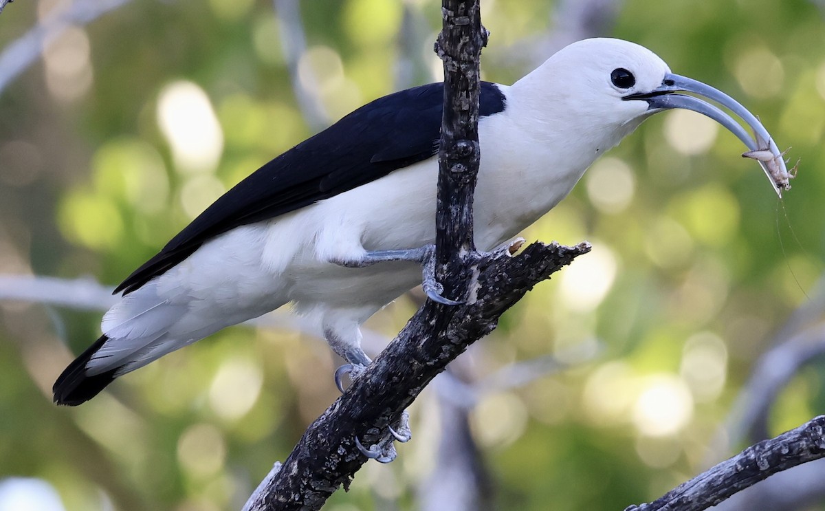 Sickle-billed Vanga - ML620670664